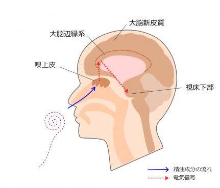 「香り」と「脳」の関係('ω')千葉市中央区エステサロンで姿勢改善