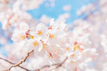 春のゆらぐ心を整えよう（´-`）.｡oO千葉市中央区大人気フェイシャルボディエステサロン。